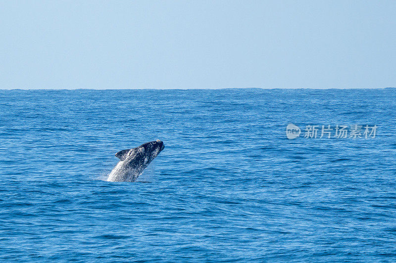 Southern right whale (Eubalaena australis) jumps out of the sea. The Russian name is южный поляный кит.